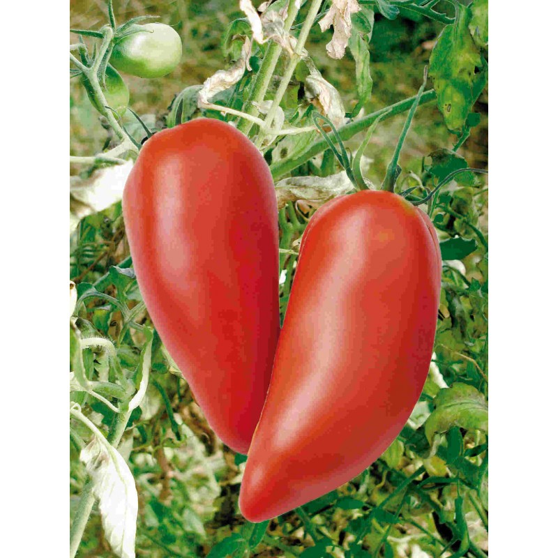 Plant De Tomate Des Andes Andine Cornue