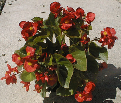 begonia lotto rouge