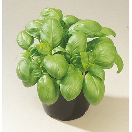 Plant de Basilic Adi F1