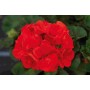 Géranium Rouge