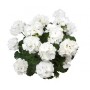 Géranium Blanc
