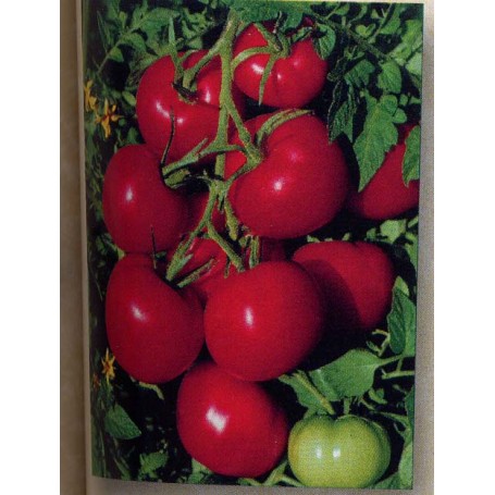 Plant de Tomate Agora greffée