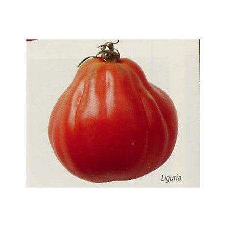 Plant de Tomate Liguria greffée