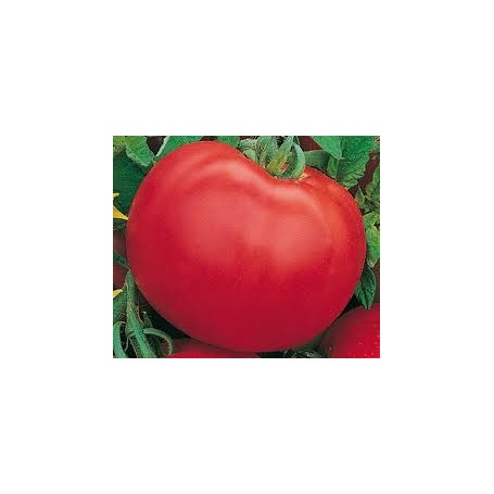 Plant de Tomate Paola greffée