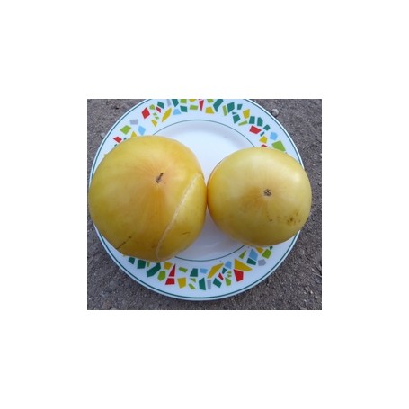 Plant de Tomate White Wonder Greffée