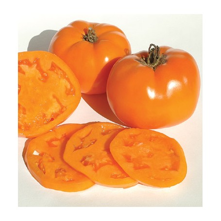 Plant de Tomate Valencia Greffée