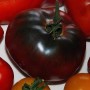 Plant de Tomate Noire de Crimée Greffée
