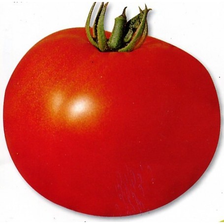 Plant de Tomate Fantasio Greffée