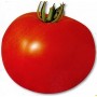 Plant de Tomate Fantasio Greffée