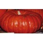Plant de Courge Potiron Rouge Vif d'Estampes