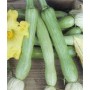 Plant de Courge Longue de Nice