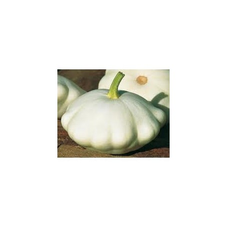 Plant de Courge Pâtisson Blanc
