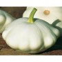 Plant de Courge Pâtisson Blanc