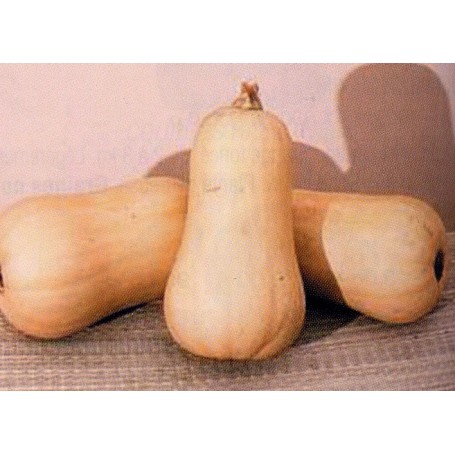 Plant de Courge Butternut