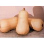 Plant de Courge Butternut