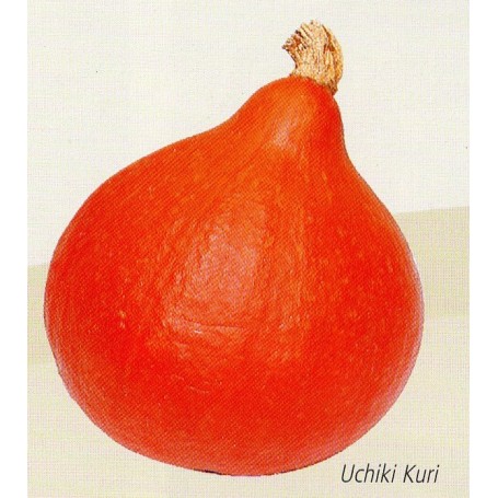 Plant de Courge Potimarron Uchik Kuri