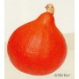 Plant de Courge Potimarron Uchik Kuri