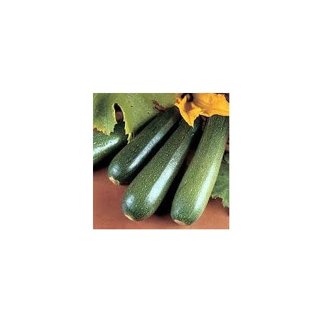 Plant de Courgette Diamant