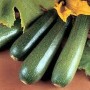 Plant de Courgette Diamant