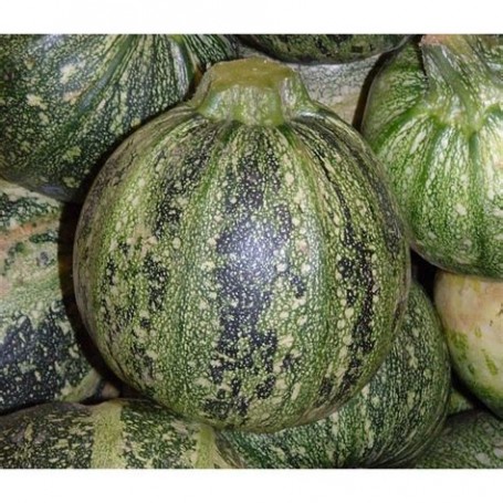 Plant de Courgette Ronde de Nice