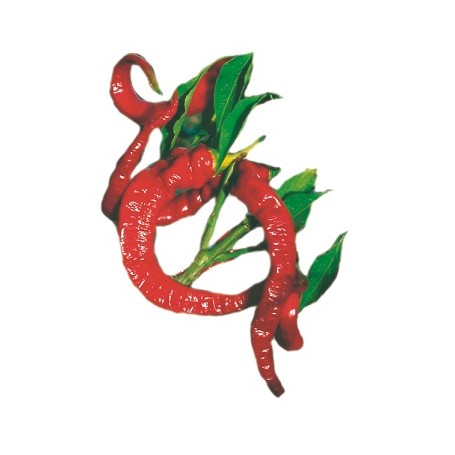 Plant de Poivron/Piment  Doux des Landes