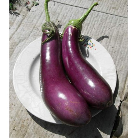 Plant d'Aubergine Gascona Greffée