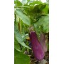 Plant d'Aubergine Gascona Greffée
