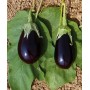 Plant d'Aubergine Bonica Greffée