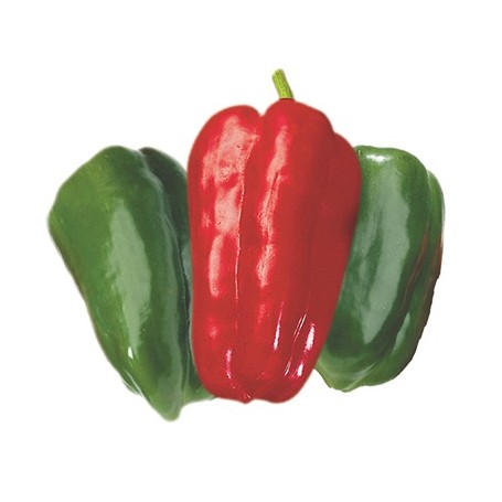 Plant Poivron Lamuyo Greffée