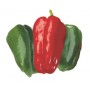 Plant Poivron Lamuyo Greffée