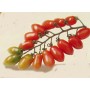 Plant de Tomate cerise Trilly F1