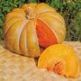 Plant de Courge Musquée de Provence