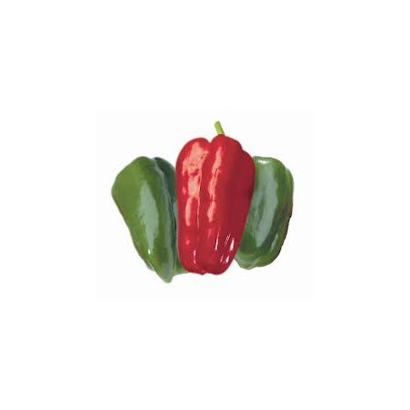 Plant de Poivron Lamuyo F1