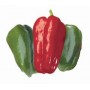 Plant de Poivron Lamuyo F1
