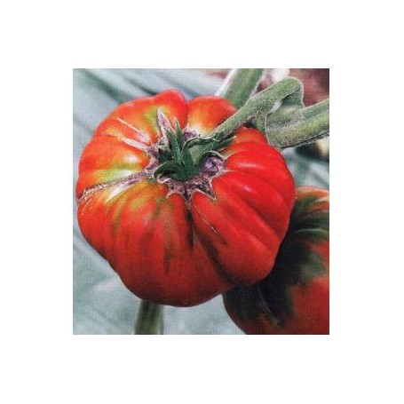 Plant de Tomate Marmande