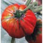 Plant de Tomate Marmande