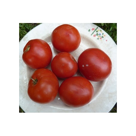 Plant de Tomate Moskvich