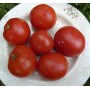Plant de Tomate Moskvich