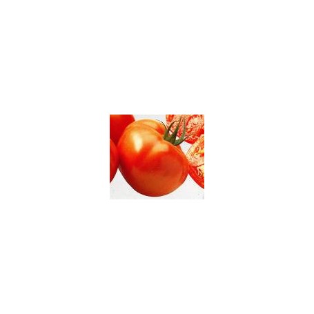 Plant de Tomate Montfavet F1