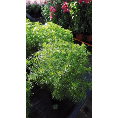 Plant de Tagete Dropshot (goût réglisse)