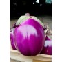 Plant d'Aubergine Béatrice