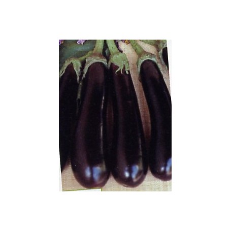 Plant d'Aubergine Baluroi Greffée