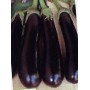 Plant d'Aubergine Baluroi Greffée