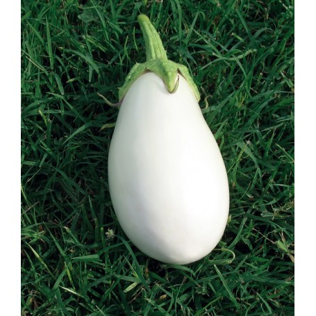 Plant d'Aubergine Clara F1