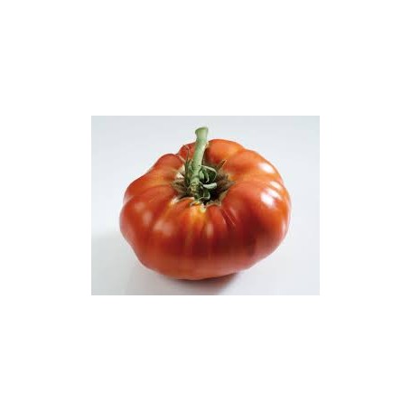 Plant de Tomate Russe