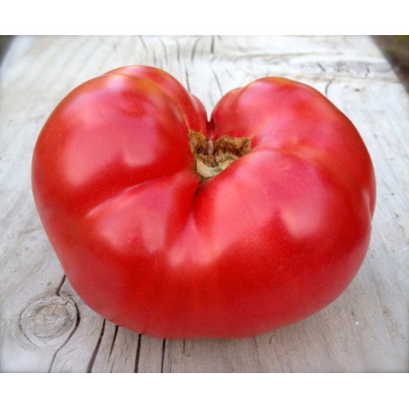 Plant de tomate Gigantomo F1