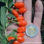 Plant de Goji PRINCESS TAO