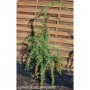 Plant de Goji PRINCESS TAO