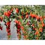 Plant de Goji PRINCESS TAO