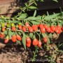 Plant de Goji PRINCESS TAO